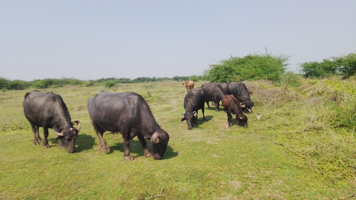 થંબનેલ 2