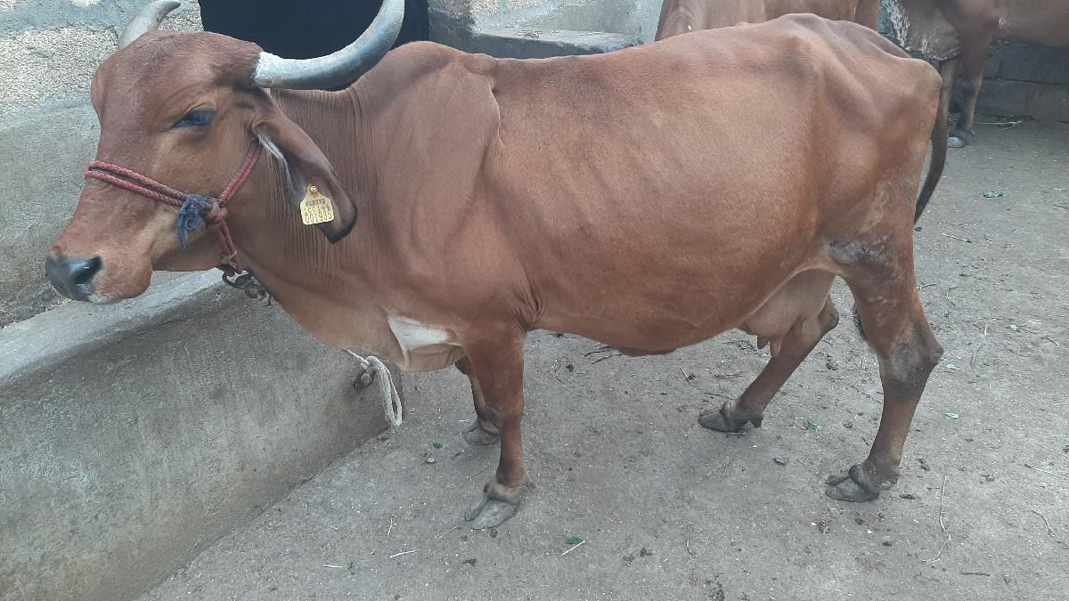 થંબનેલ 2