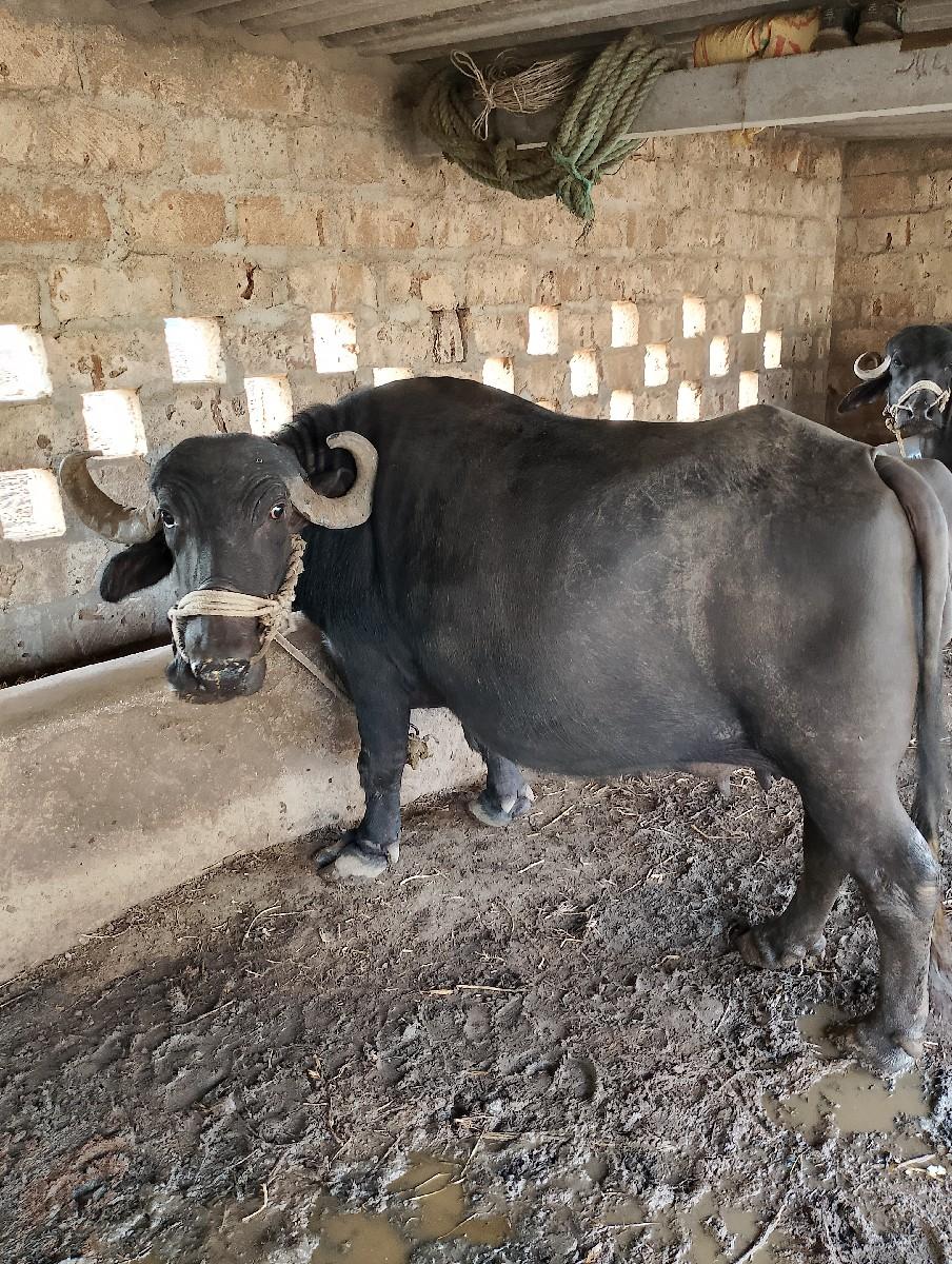 થંબનેલ 3