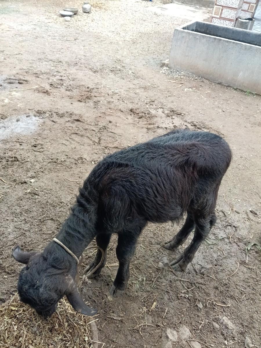 થંબનેલ 3