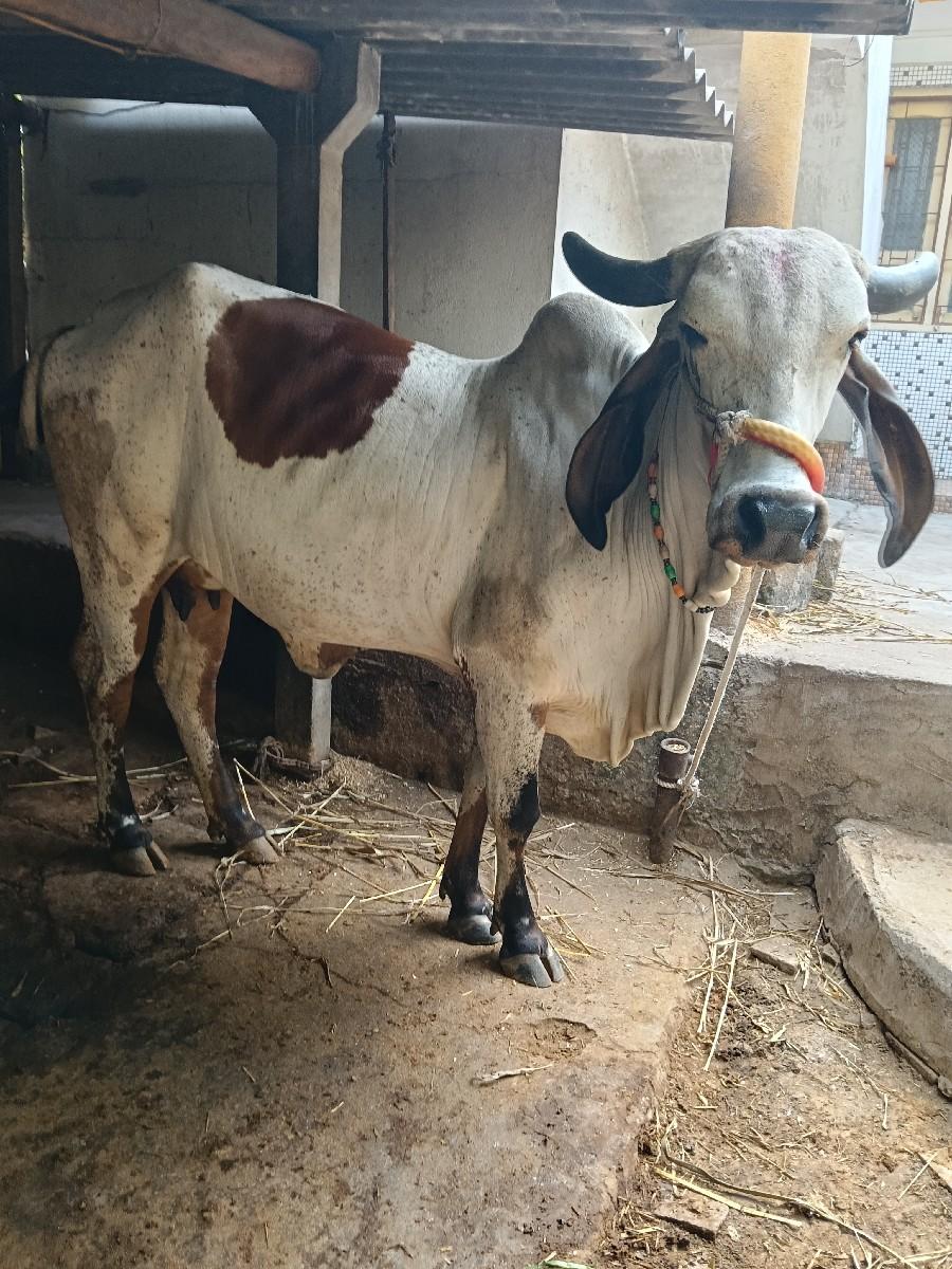 હોડકી વેચવાની છે