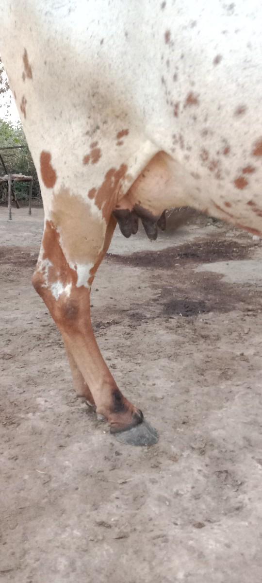 થંબનેલ 3