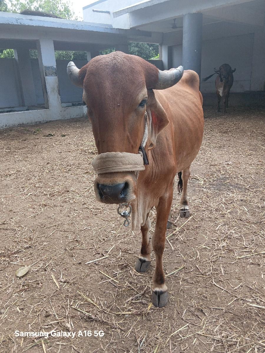 થંબનેલ 3