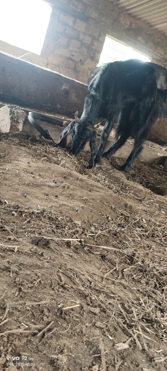 પોણા બે વર્ષ ની