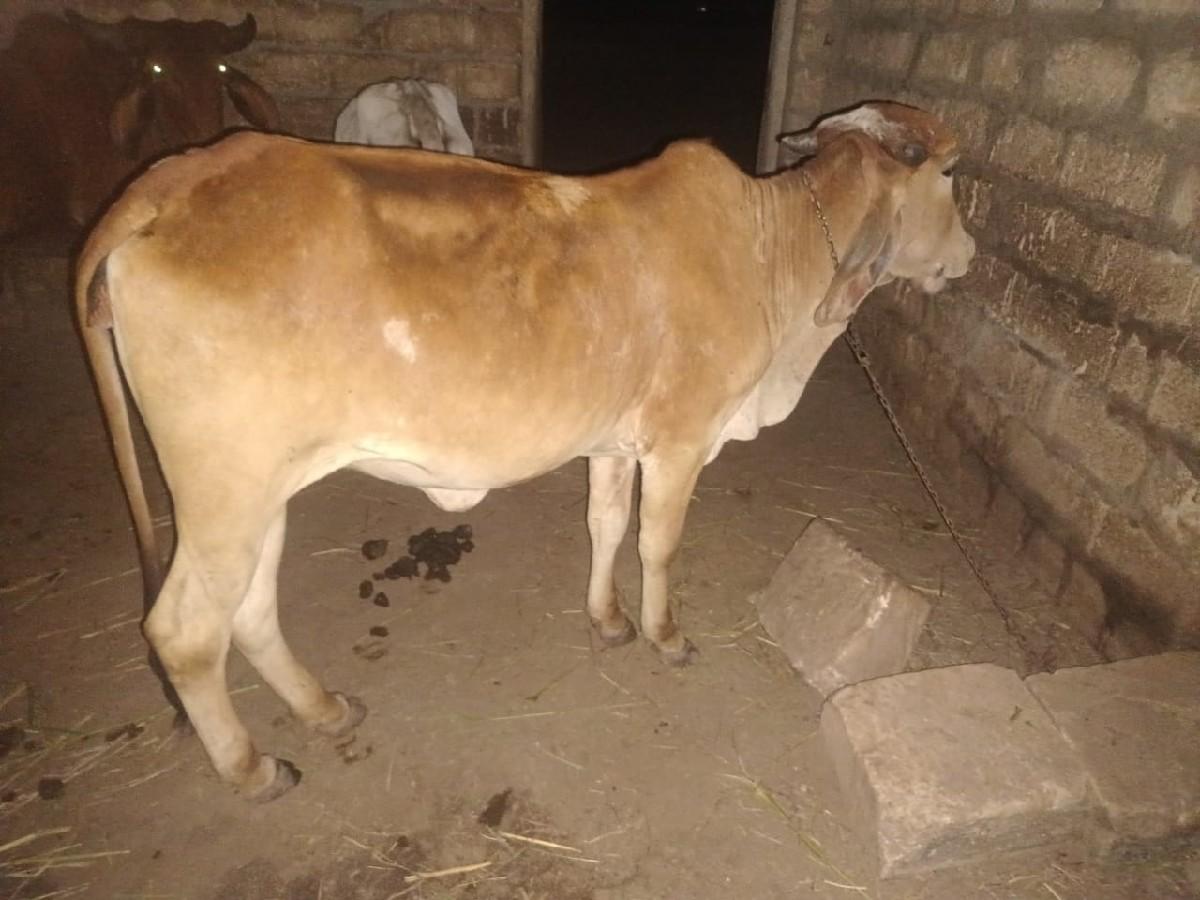 થંબનેલ 2