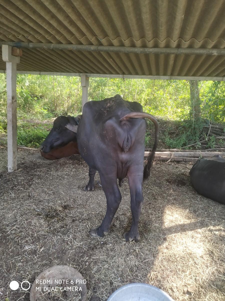 થંબનેલ 3