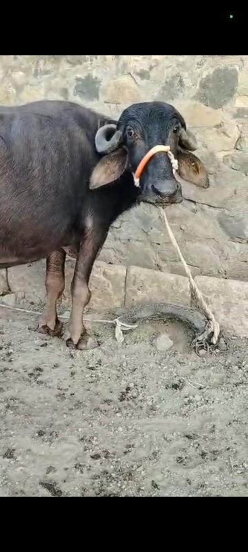 થંબનેલ 2