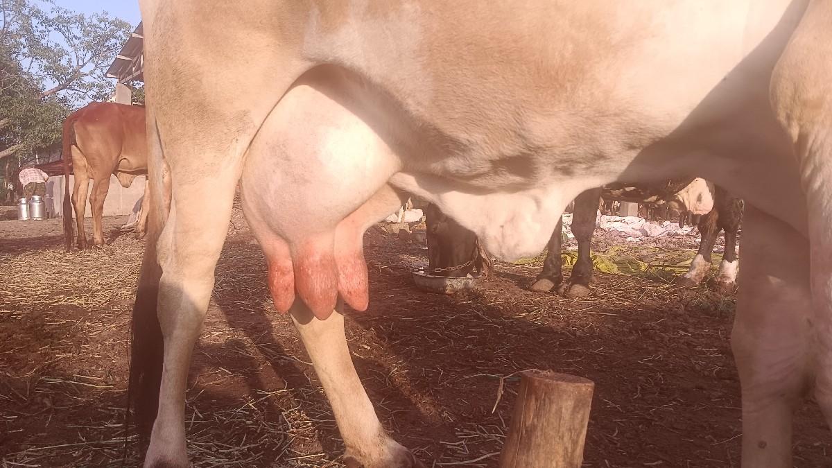 થંબનેલ 2