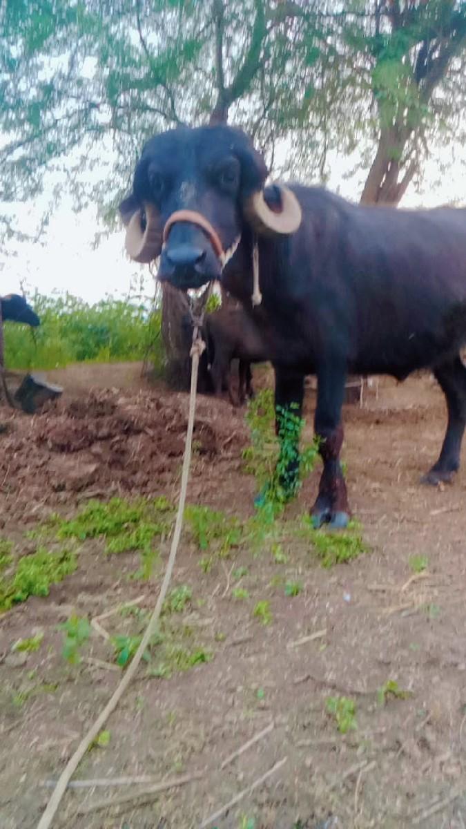 થંબનેલ 2