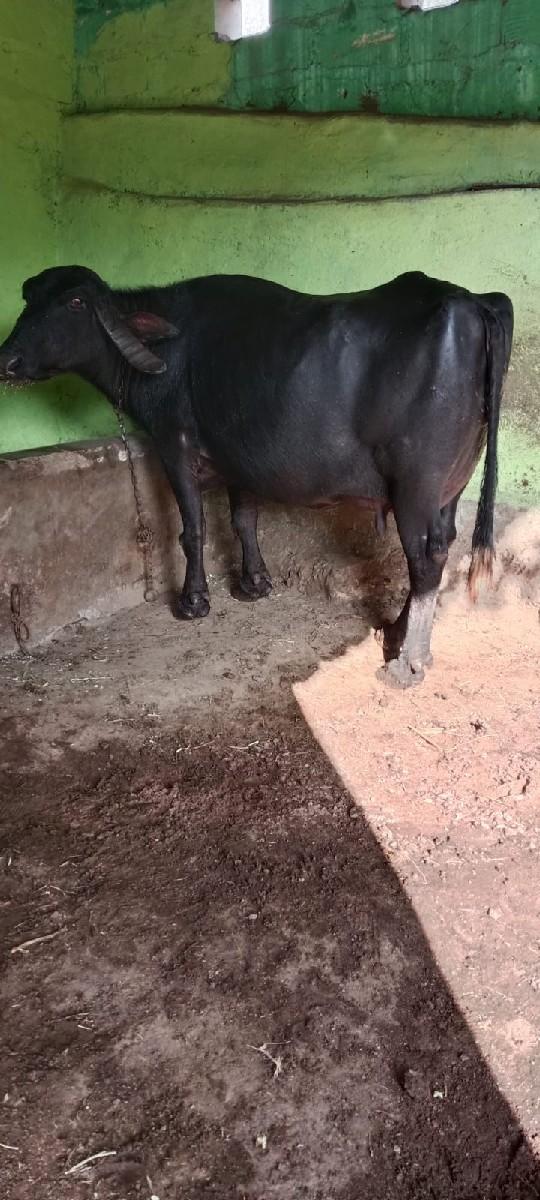 થંબનેલ 3