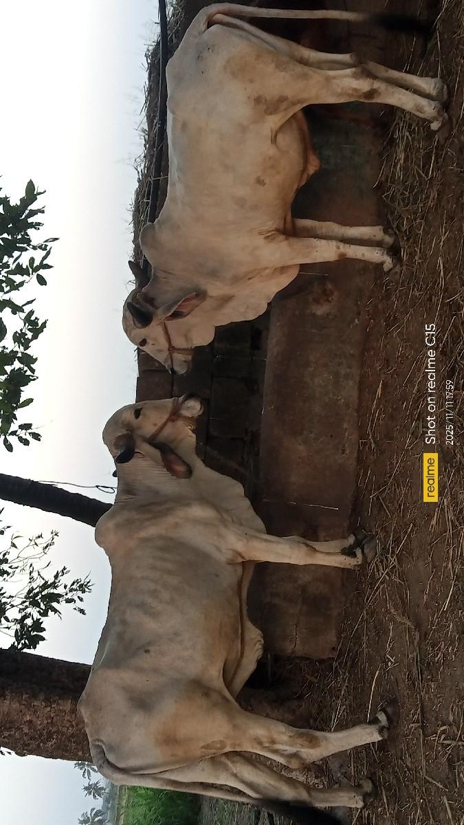 બળધ વેસવા ના સે