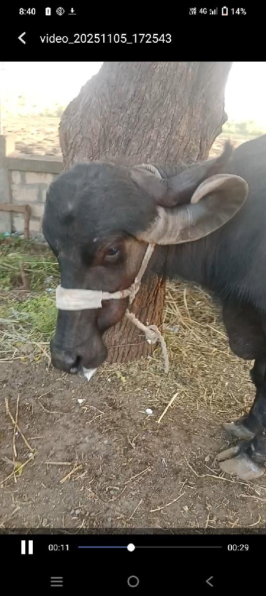 બીજું વેતર