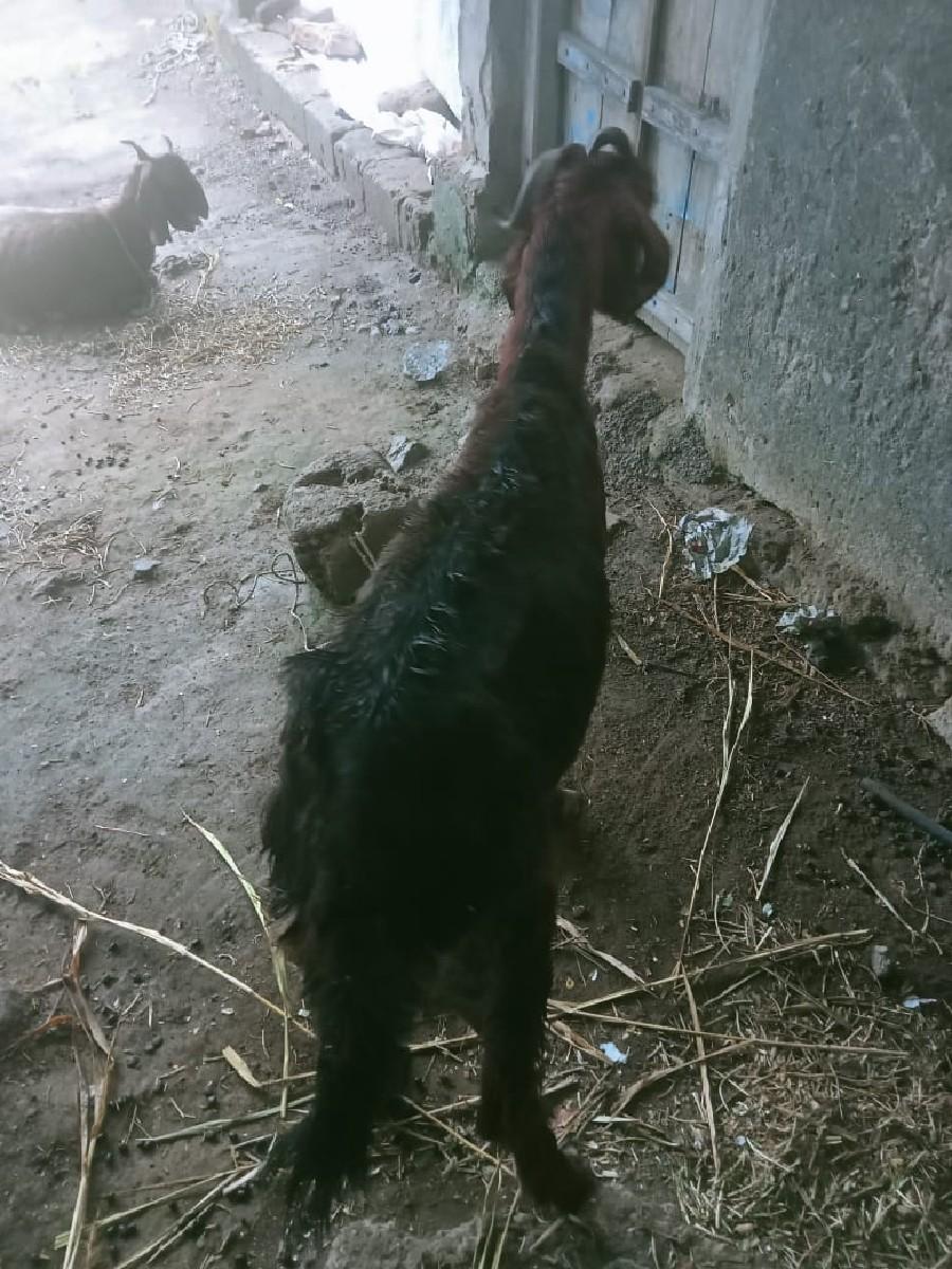 1 મહિના વીયાય ગઈ છે