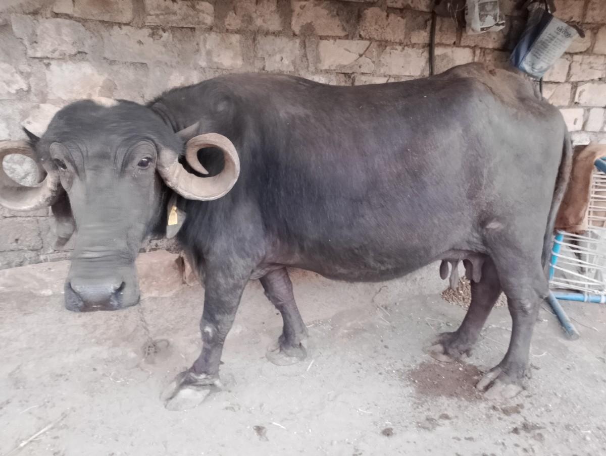 થંબનેલ 2