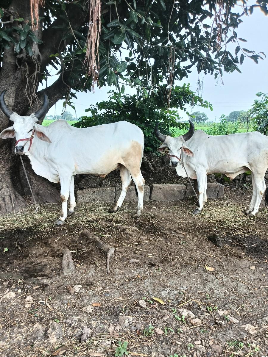 થંબનેલ 2