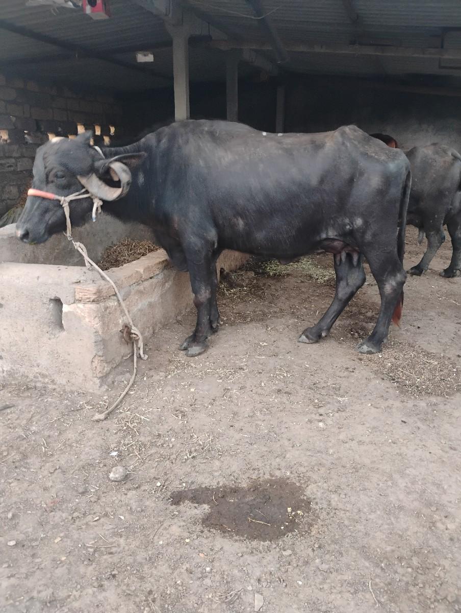 થંબનેલ 2