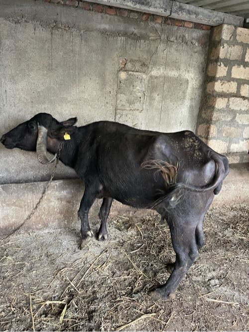 ભેસ વેચવા ની સે