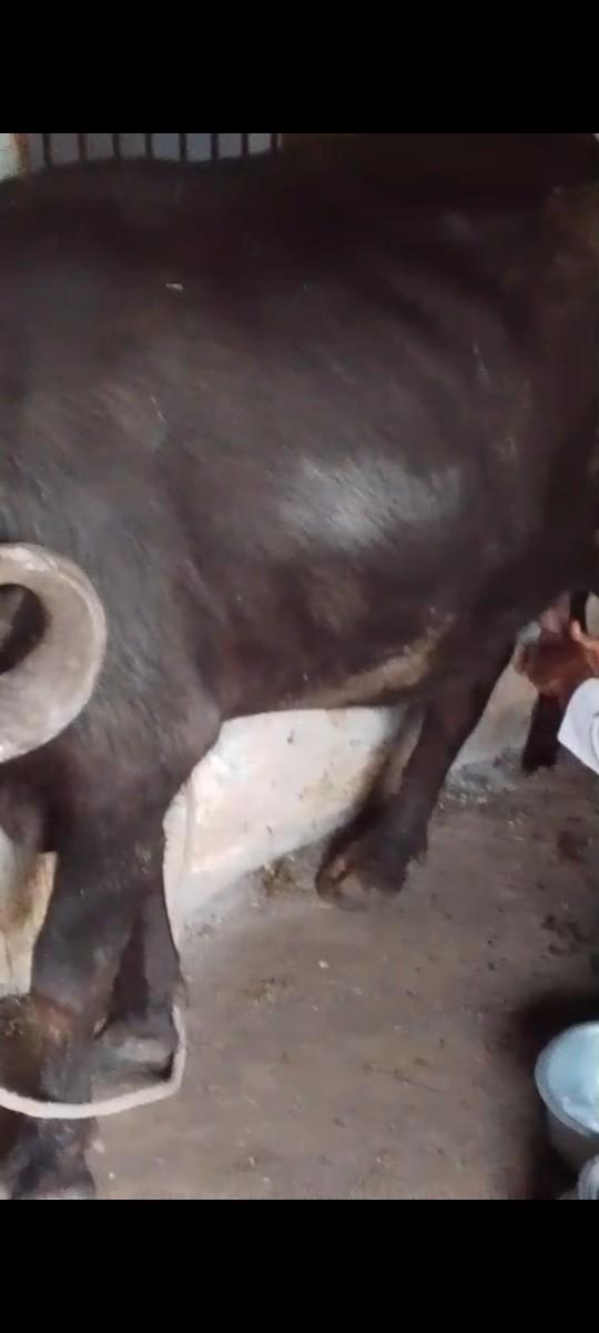 ભેંસ વેચવાની છે