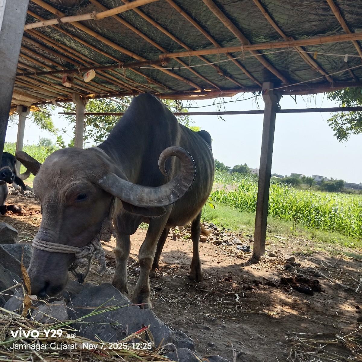 થંબનેલ 3