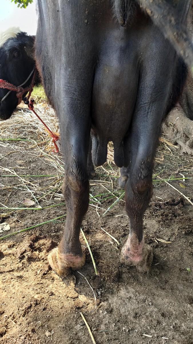 થંબનેલ 2