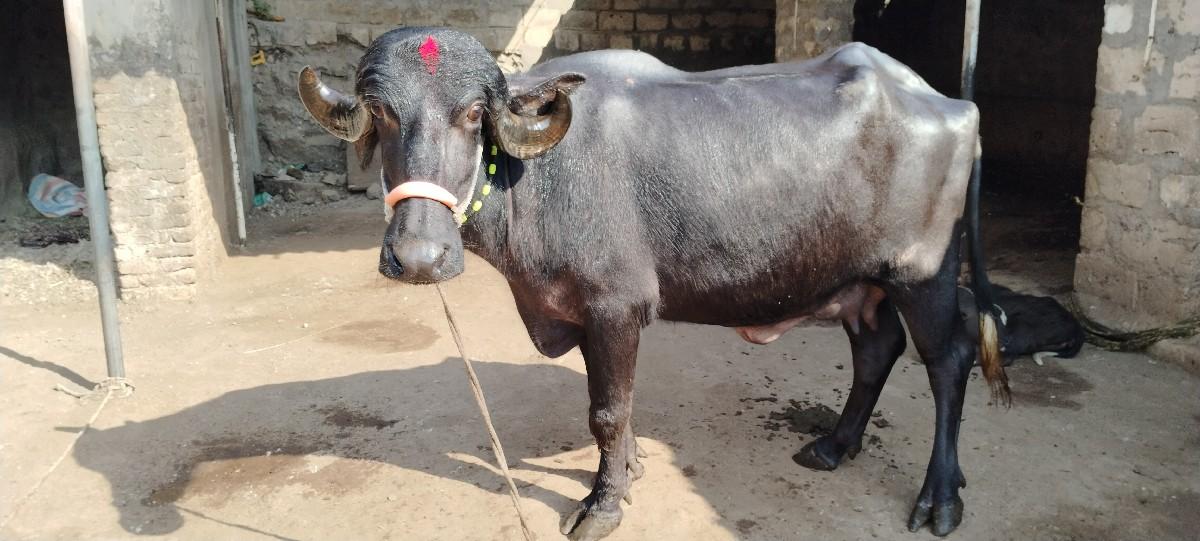 ભેંસ વેચવાની છે.