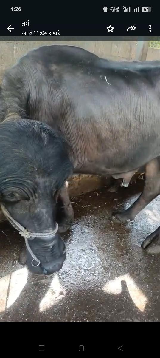 પાડો વેચવાનો છે