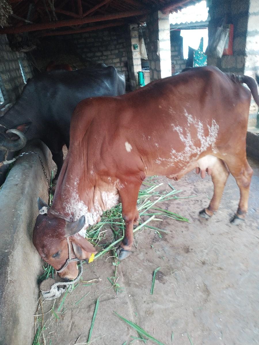 ગાય દેવાની છે