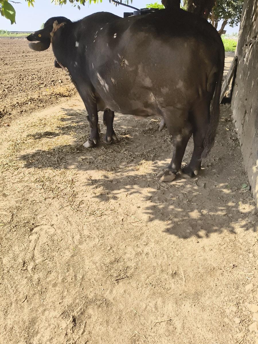 થંબનેલ 3