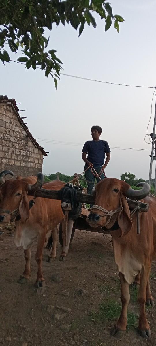 થંબનેલ 3