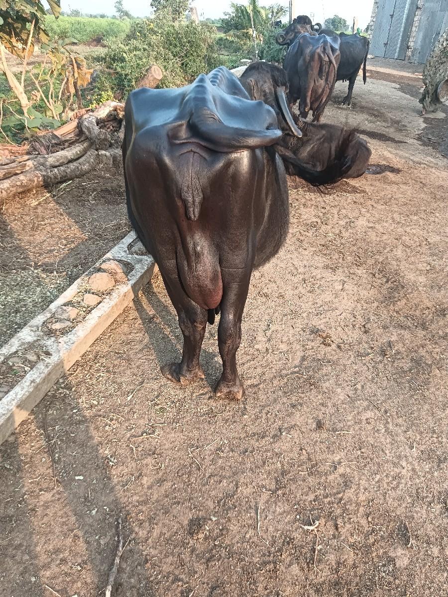 થંબનેલ 2