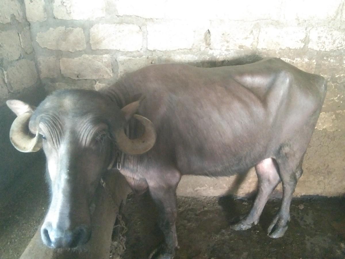 થંબનેલ 3