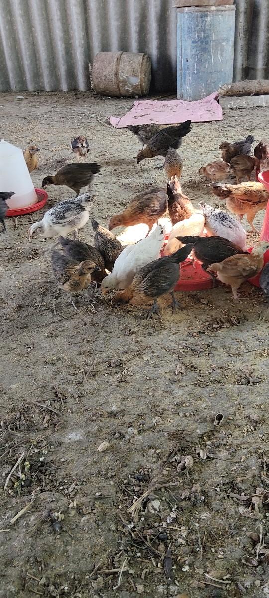 થંબનેલ 2