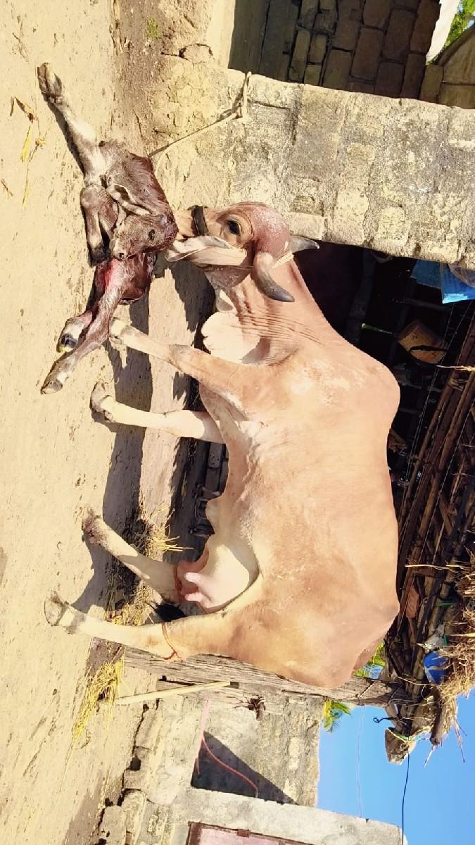 ગાય વેશવાનીછે