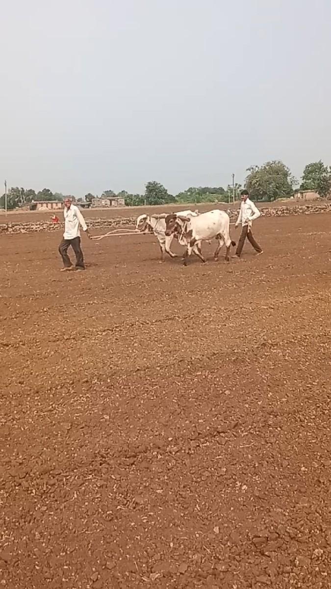 ગોઢલા‌ વેચવાના છે