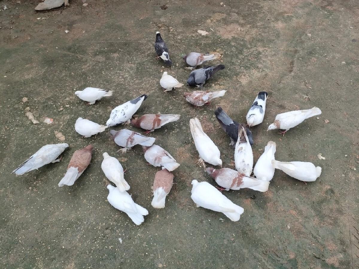 કબૂતર વેચવાના છે