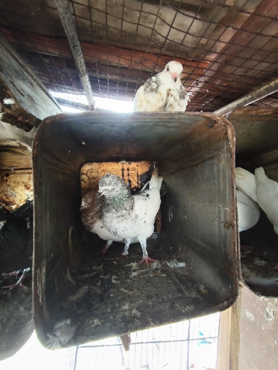 થંબનેલ 3