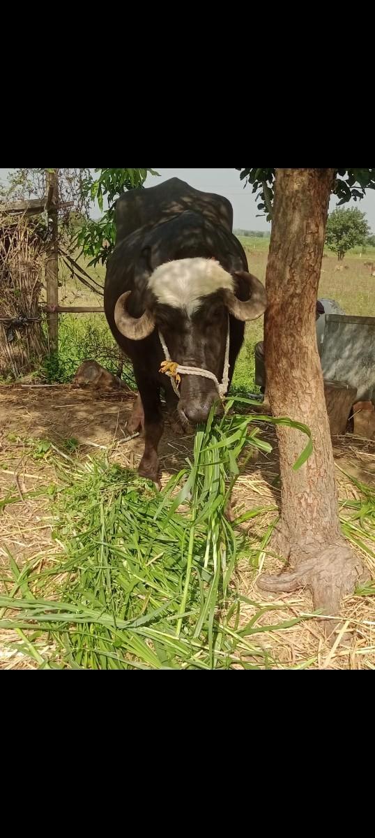 થંબનેલ 3