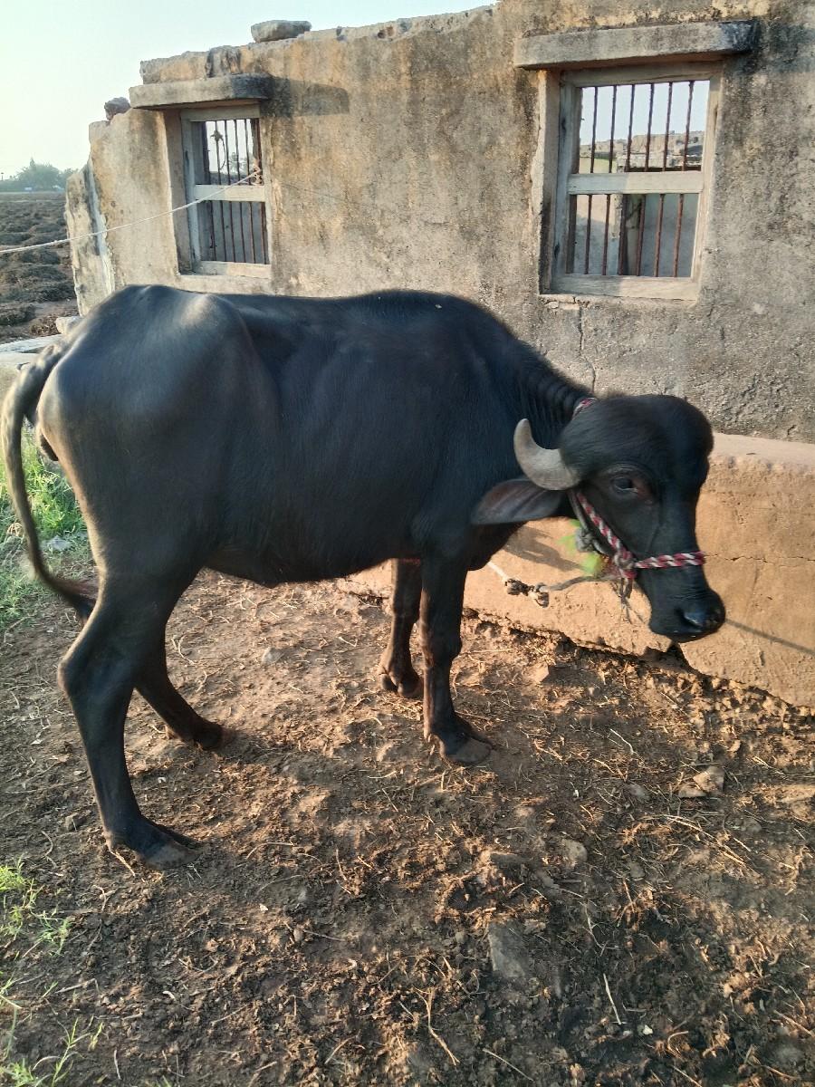 થંબનેલ 2