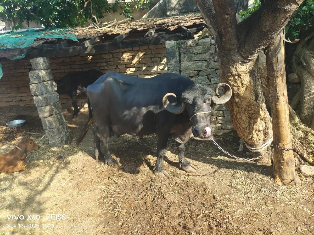 થંબનેલ 3