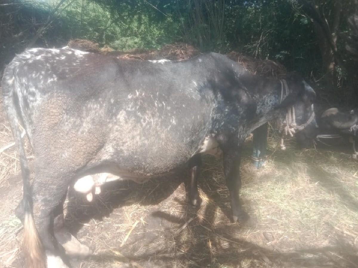 આગયવેસવાનિસેએસાબસે