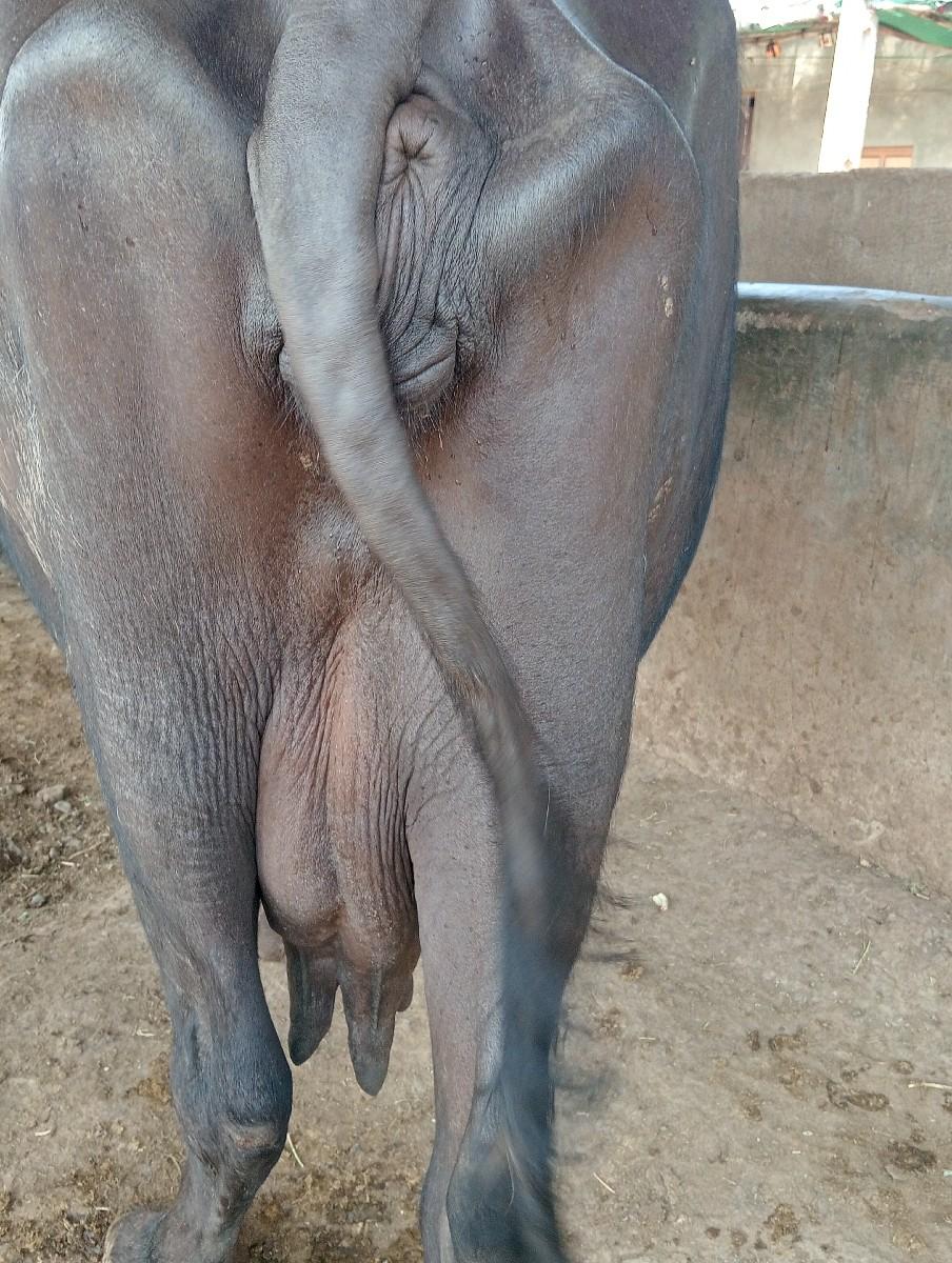 આ ભેંસ વેચવાની છે