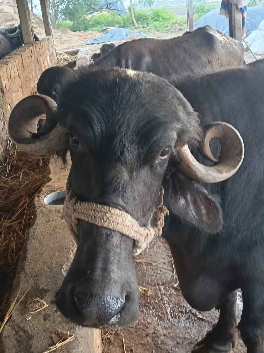 ભેંસ વેચવાની છે 20‌‍દિવસનીકાસી