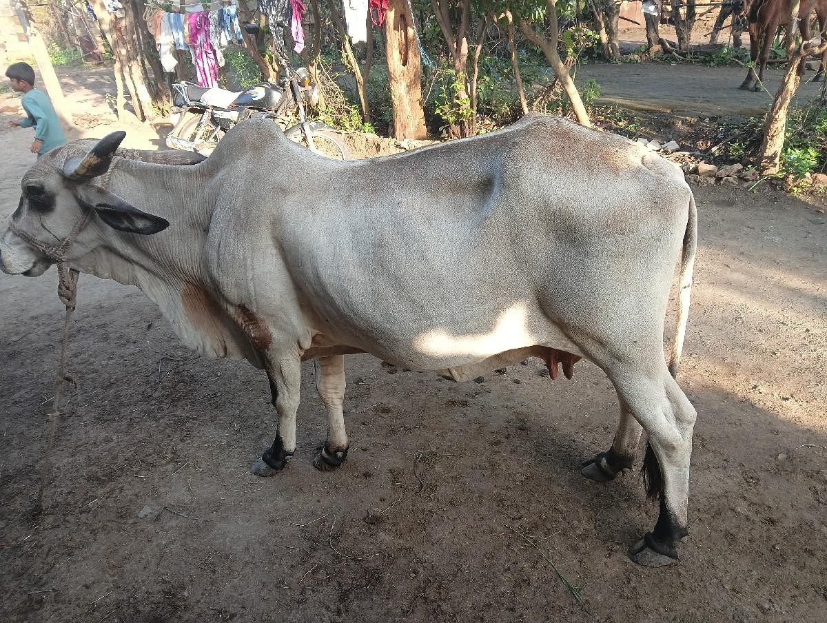 થંબનેલ 2