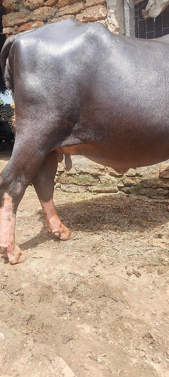 થંબનેલ 3