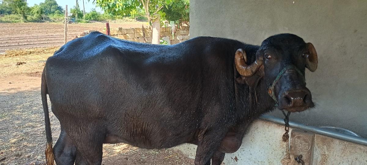 થંબનેલ 3