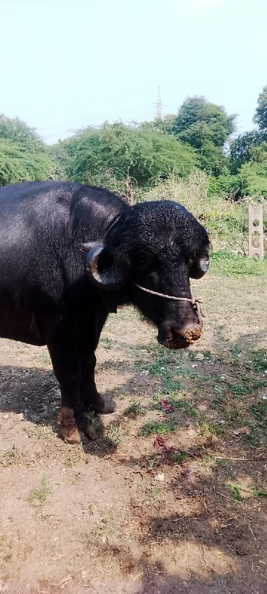 થંબનેલ 3