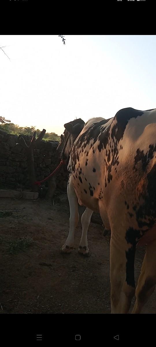 થંબનેલ 3