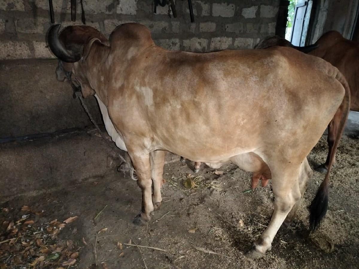 थंबनेल 2