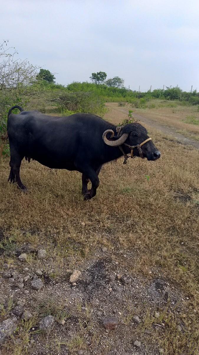 ભેસ વેચવાની છે