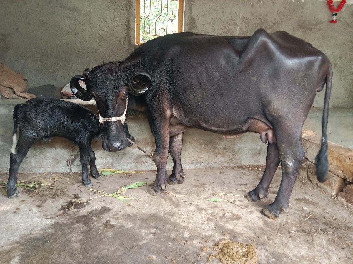 થંબનેલ 3